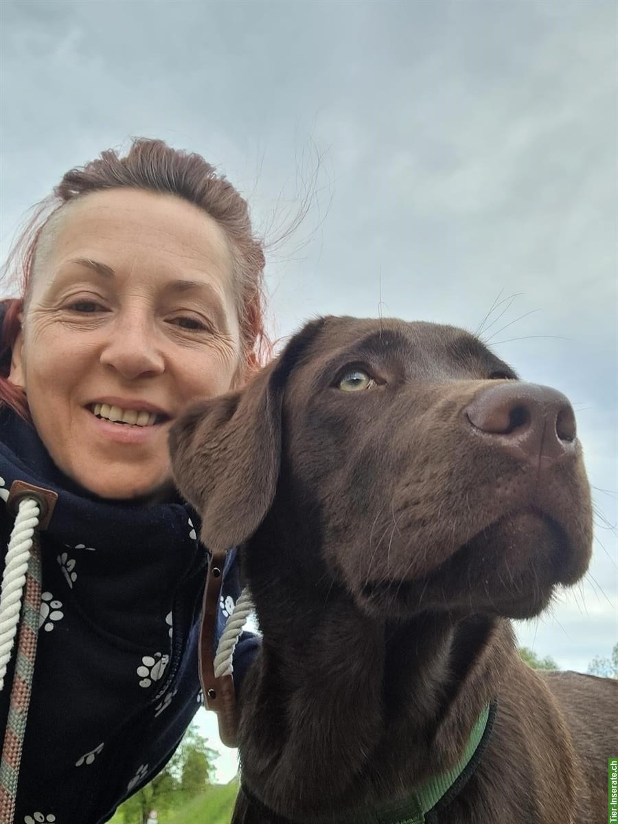 Hundetrainer - Hundeschule Free Doggo
