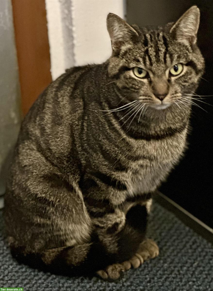 2-jähriger Kater Pai-Pai sucht sein Für-Immer-Zuhause