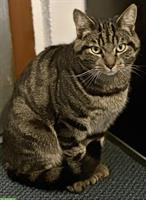 2-jähriger Kater Pai-Pai sucht sein Für-Immer-Zuhause