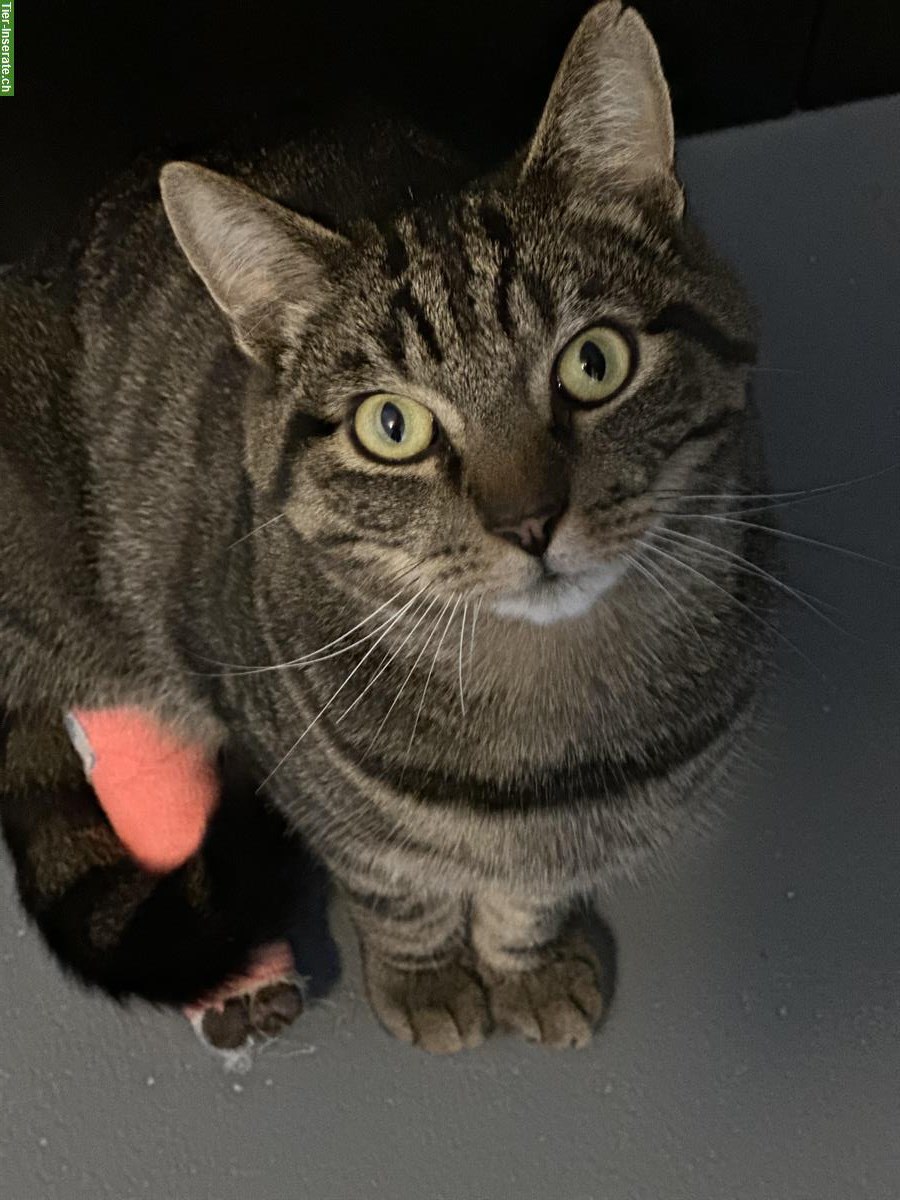 Bild 2: 2-jähriger Kater Pai-Pai sucht sein Für-Immer-Zuhause