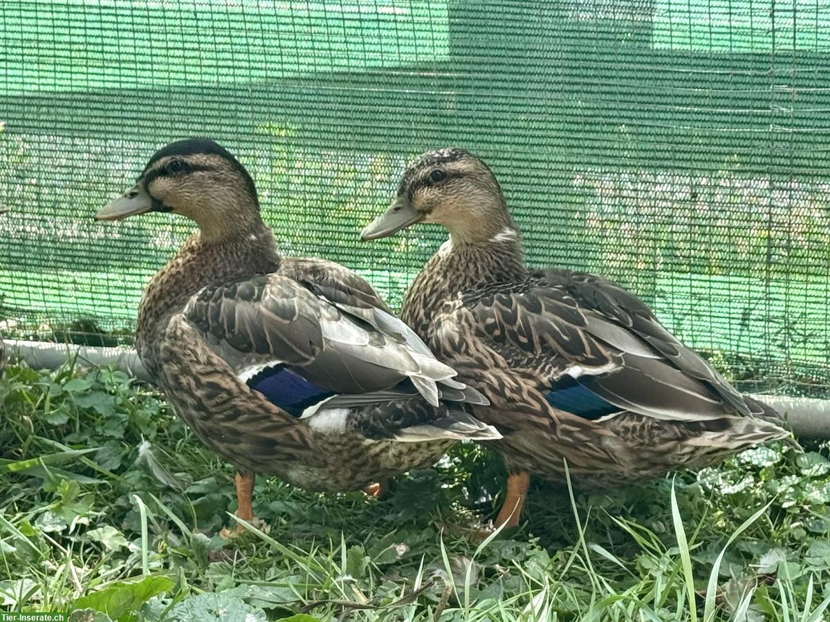 2 Junge Stockenten von 2025