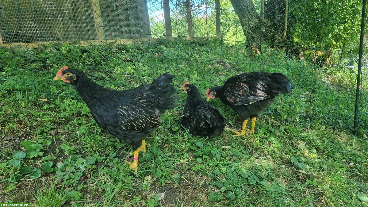 GRATIS: Barnevelder Junghähne suchen neues Zuhause