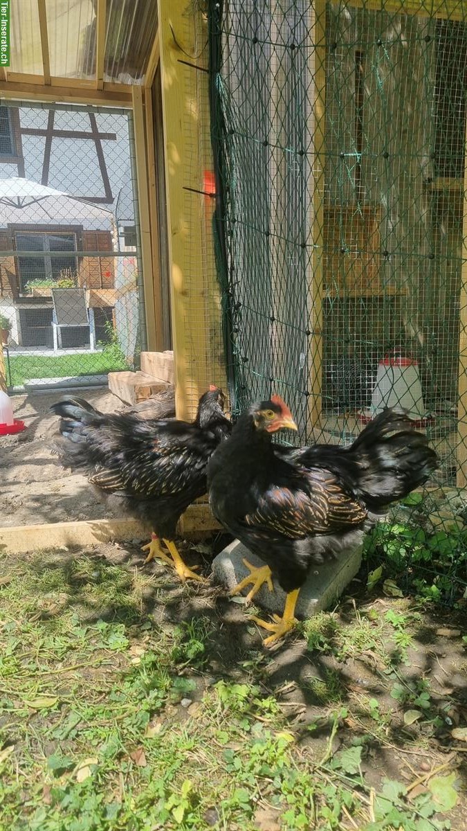 Bild 3: GRATIS: Barnevelder Junghähne suchen neues Zuhause