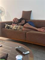 Suche Hundesitter für Labrador Mischling