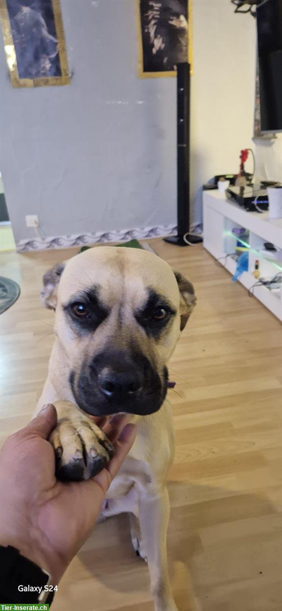 Bild 2: Suche Hundesitter für Labrador Mischling