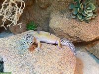 6-jähriges Leopardgecko Weibchen, handzahm