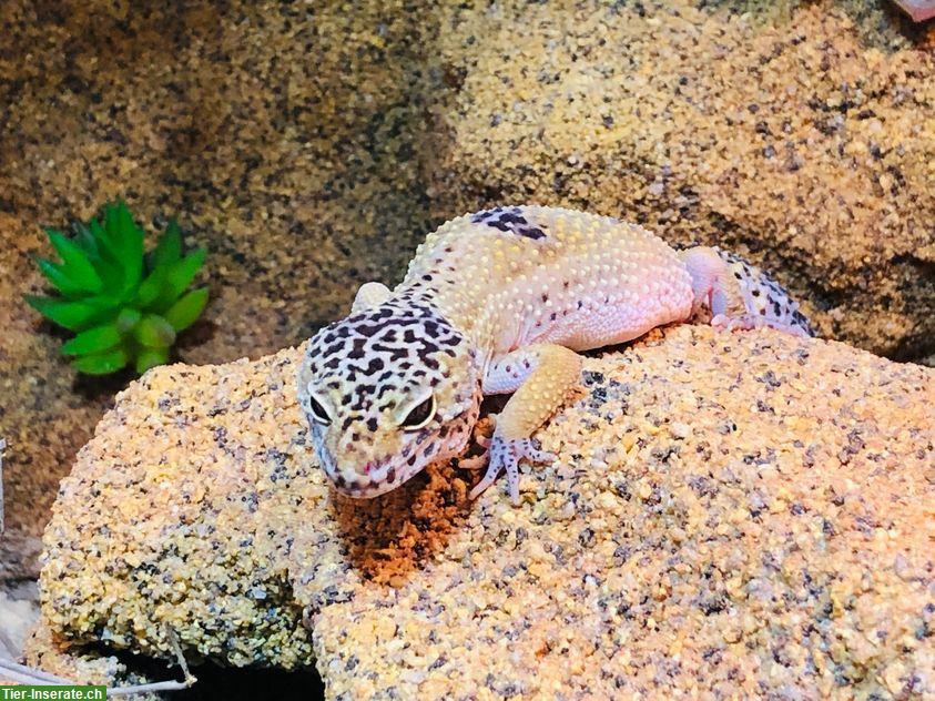 Bild 2: 6-jähriges Leopardgecko Weibchen, handzahm