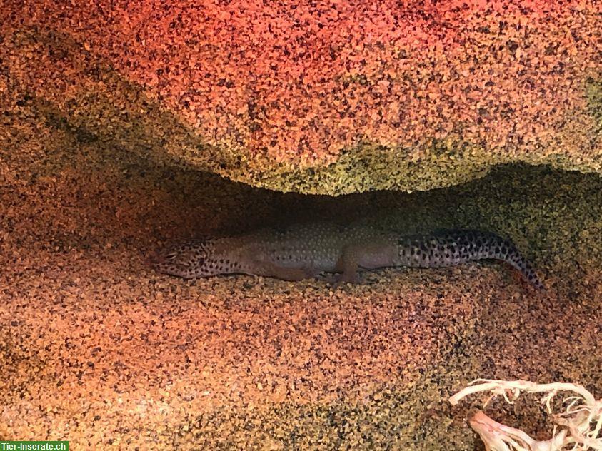 Bild 3: 6-jähriges Leopardgecko Weibchen, handzahm