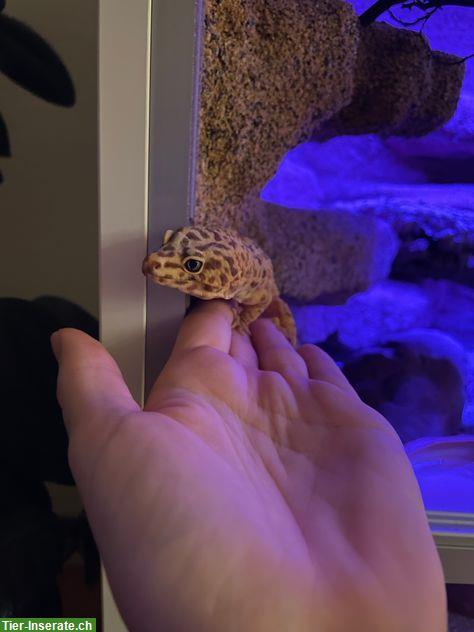 Bild 4: Terrarium mit 6-jährigem Leopardgecko Weibchen + Männchen