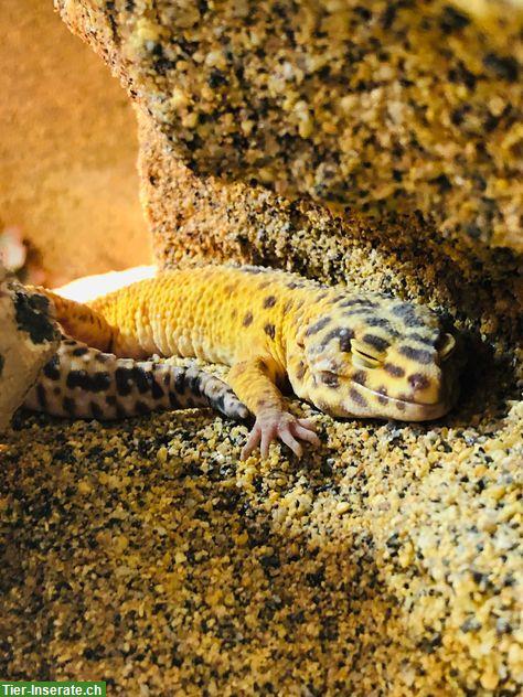 Bild 5: Terrarium mit 6-jährigem Leopardgecko Weibchen + Männchen