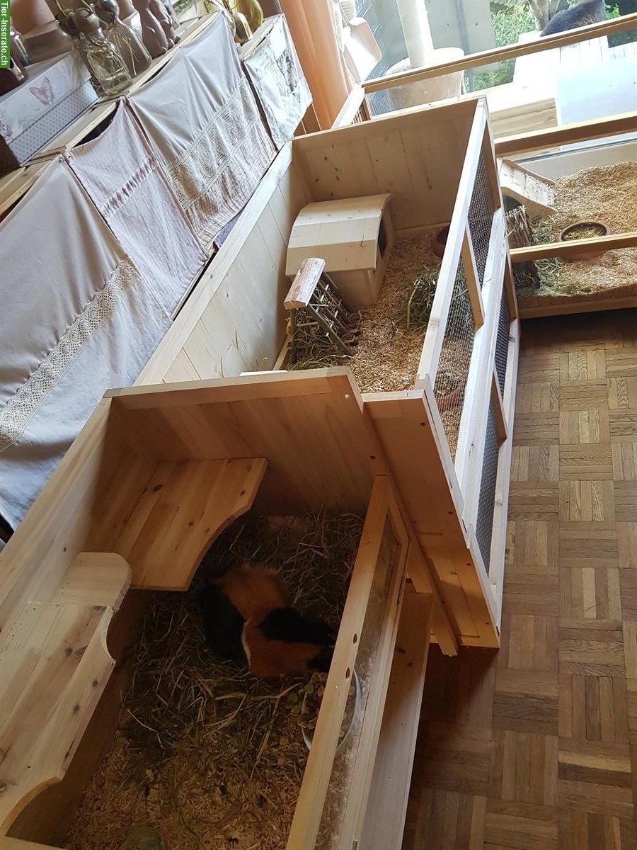 Bild 2: Meerschweinchen-Hotel / Pension in Zürich