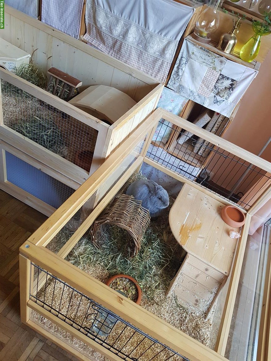 Bild 3: Meerschweinchen-Hotel / Pension in Zürich
