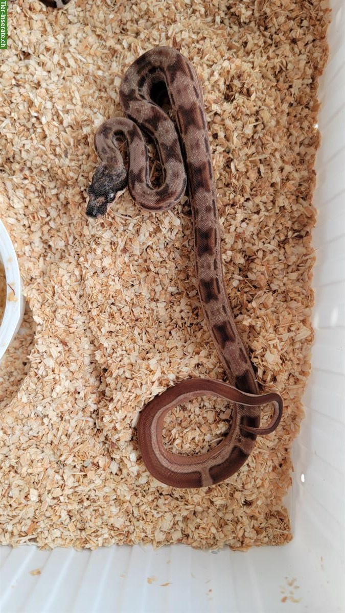 Boa constrictor imperator Farbmorphen
