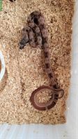 Boa constrictor imperator Farbmorphen