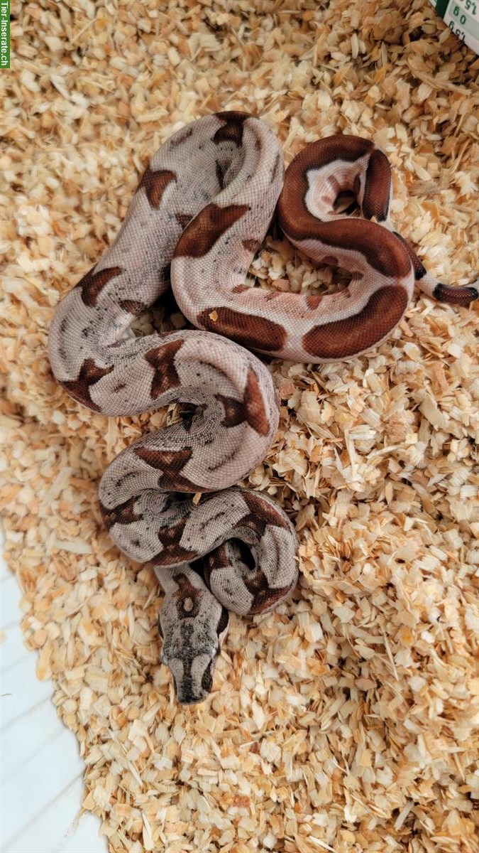 Bild 2: Boa constrictor imperator Farbmorphen