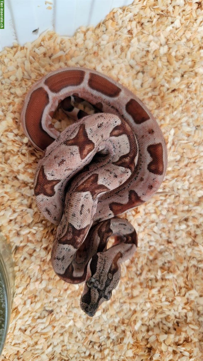 Bild 3: Boa constrictor imperator Farbmorphen
