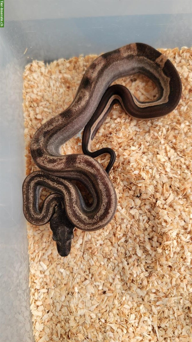 Bild 4: Boa constrictor imperator Farbmorphen