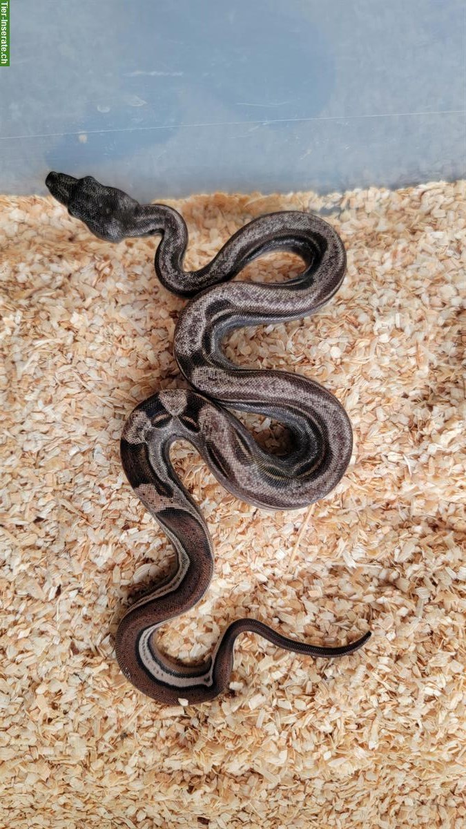 Bild 5: Boa constrictor imperator Farbmorphen
