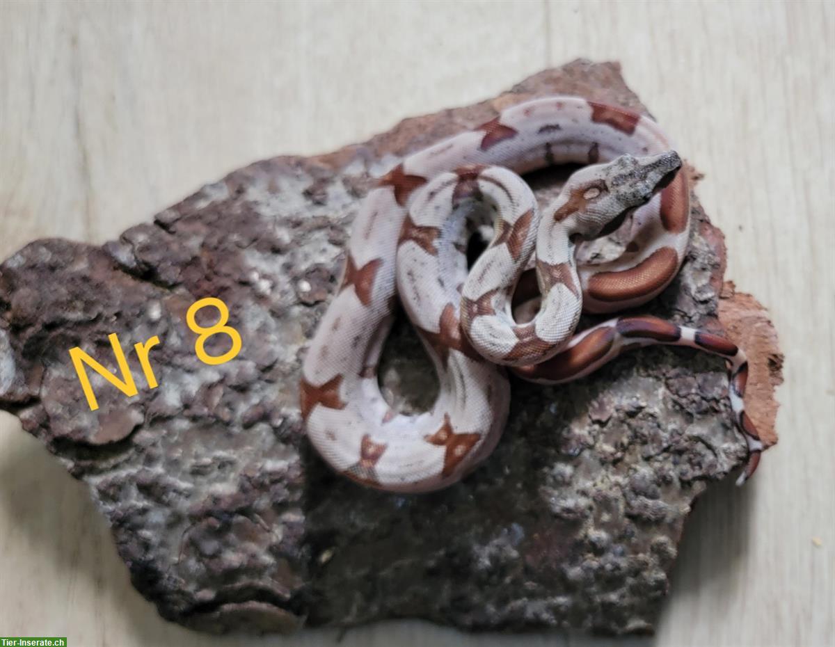 Bild 6: Boa constrictor imperator Farbmorphen