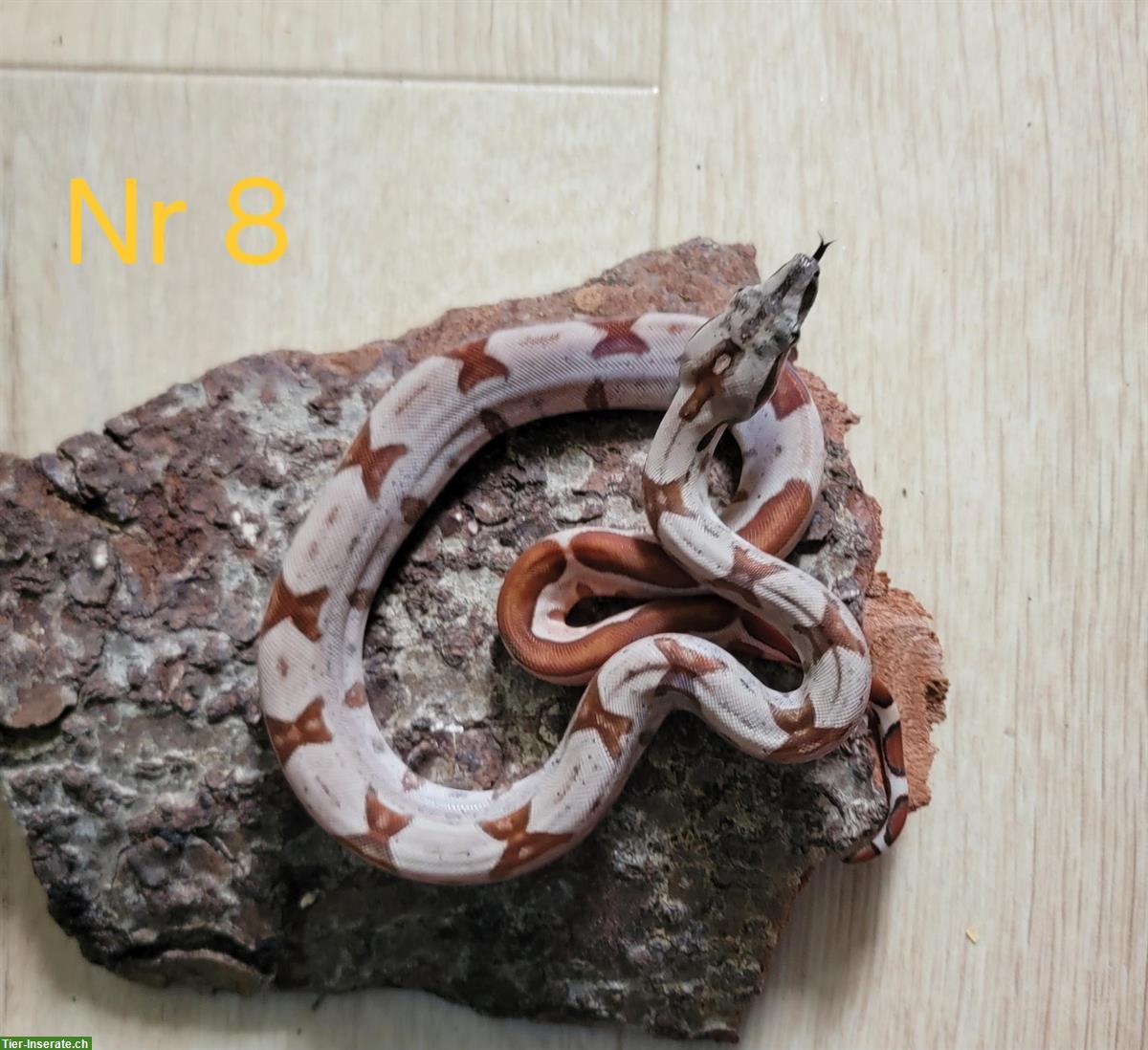 Bild 7: Boa constrictor imperator Farbmorphen