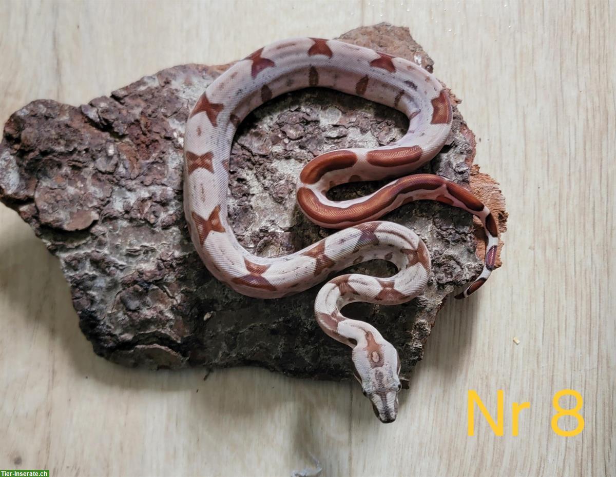 Bild 8: Boa constrictor imperator Farbmorphen