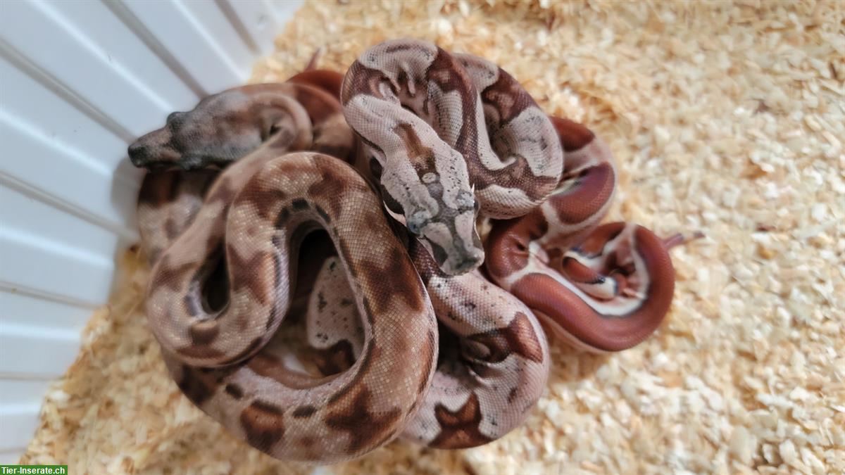 Bild 9: Boa constrictor imperator Farbmorphen