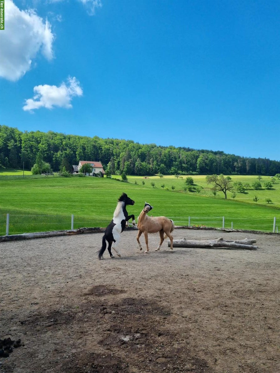 Pflegebeteiligung gesucht für lieber Pony Wallach, Bubendorf BL
