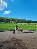 Pflegebeteiligung gesucht für lieber Pony Wallach, Bubendorf BL