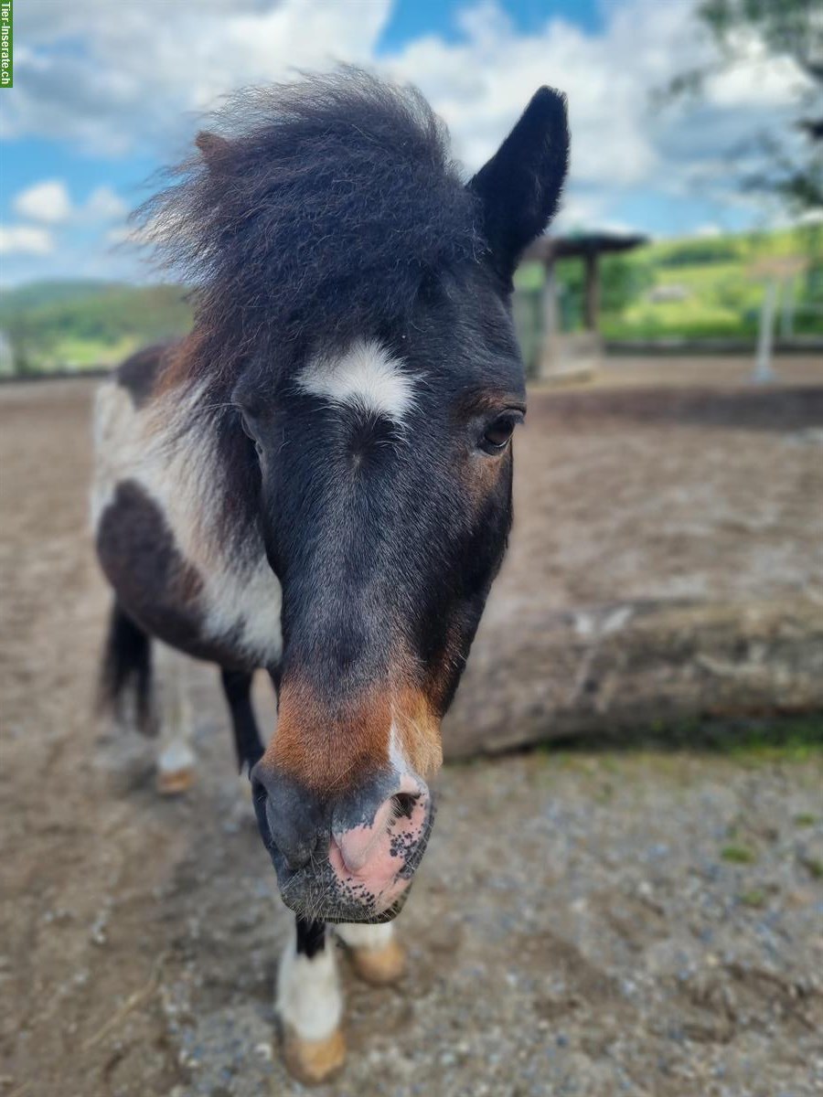 Bild 2: Pflegebeteiligung gesucht für lieber Pony Wallach, Bubendorf BL
