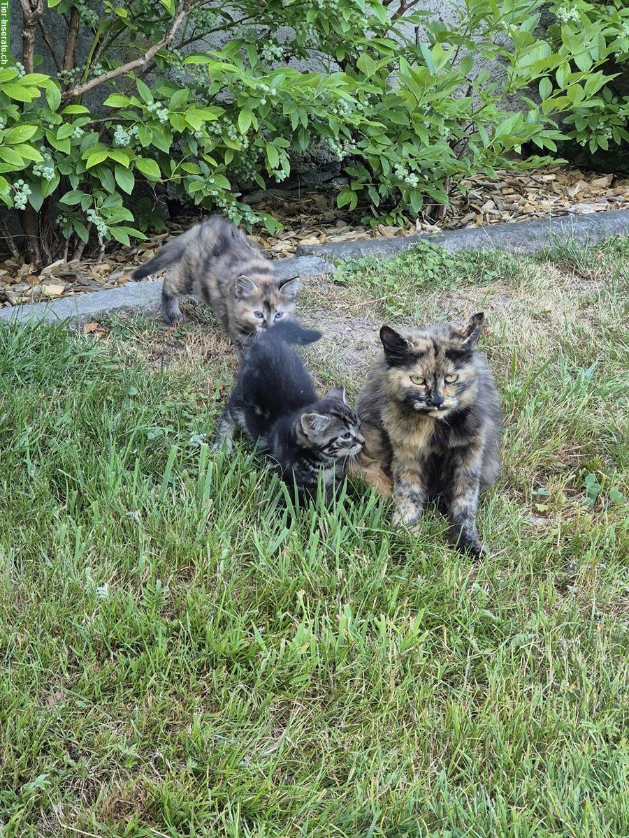 Katzenbabys vom Bauernhof zu verkaufen