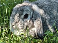 Minilop Zwergwidder Weibchen in der Farbe Chinchilla