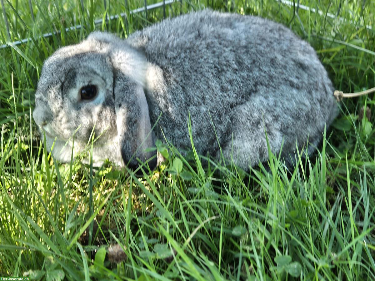 Bild 2: Minilop Zwergwidder Weibchen in der Farbe Chinchilla