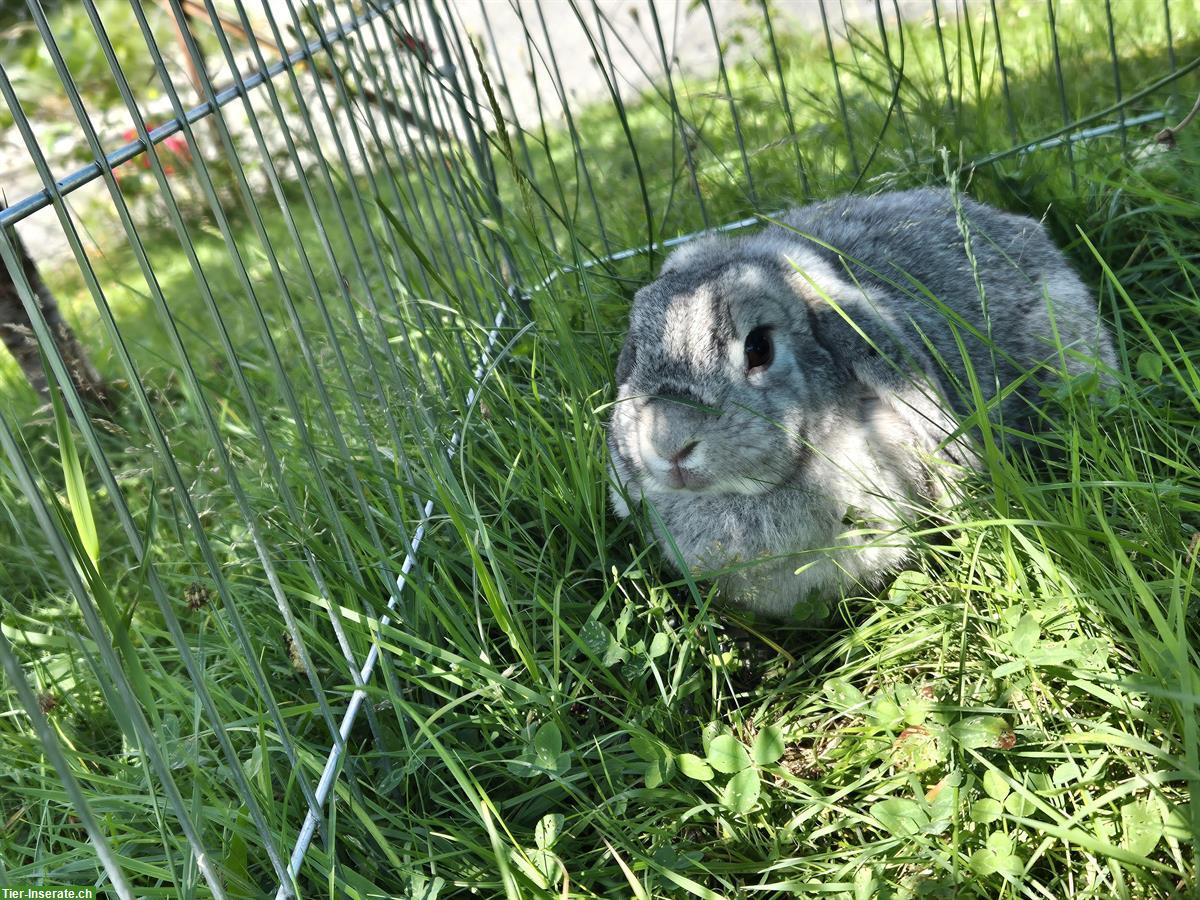 Bild 3: Minilop Zwergwidder Weibchen in der Farbe Chinchilla