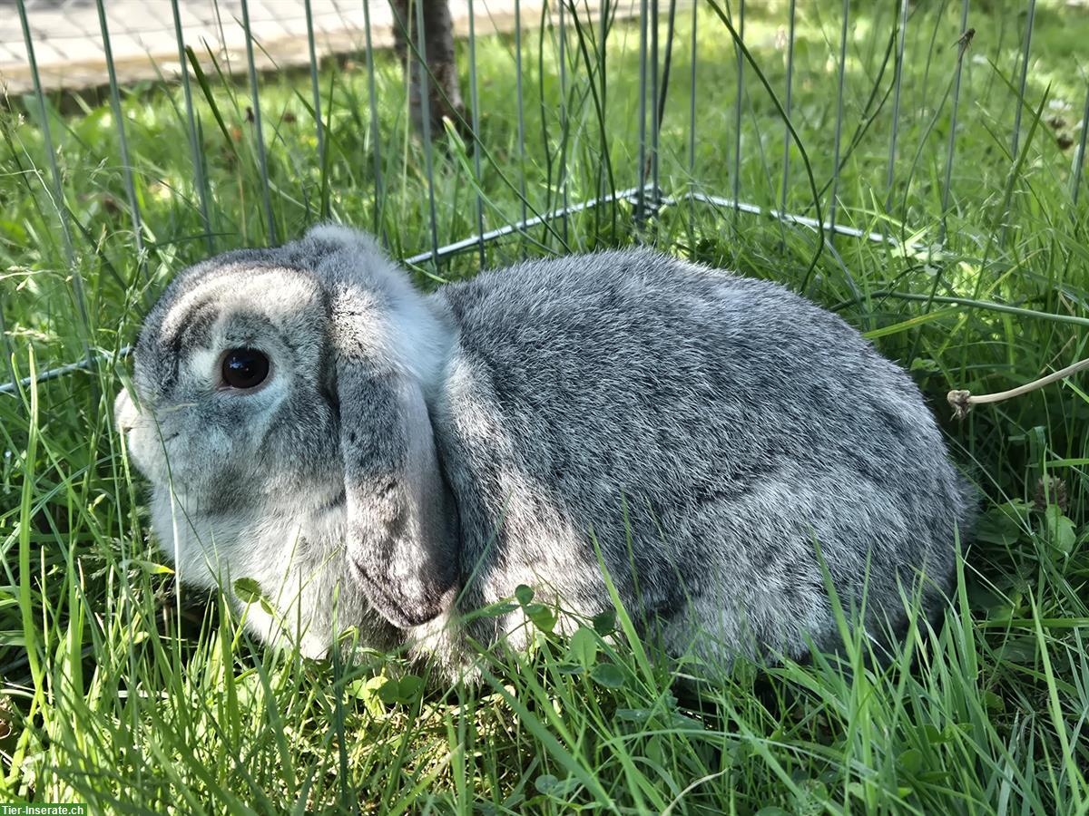 Bild 4: Minilop Zwergwidder Weibchen in der Farbe Chinchilla