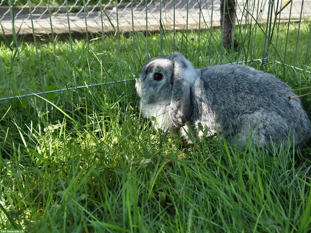 Bild 5: Minilop Zwergwidder Weibchen in der Farbe Chinchilla