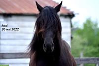 Canadian Horse Wallach, 1.47m, 12 Jahre, schwarz