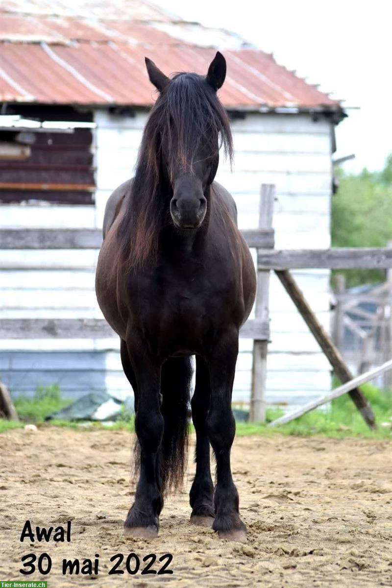 Bild 2: Canadian Horse Wallach, 1.47m, 12 Jahre, schwarz