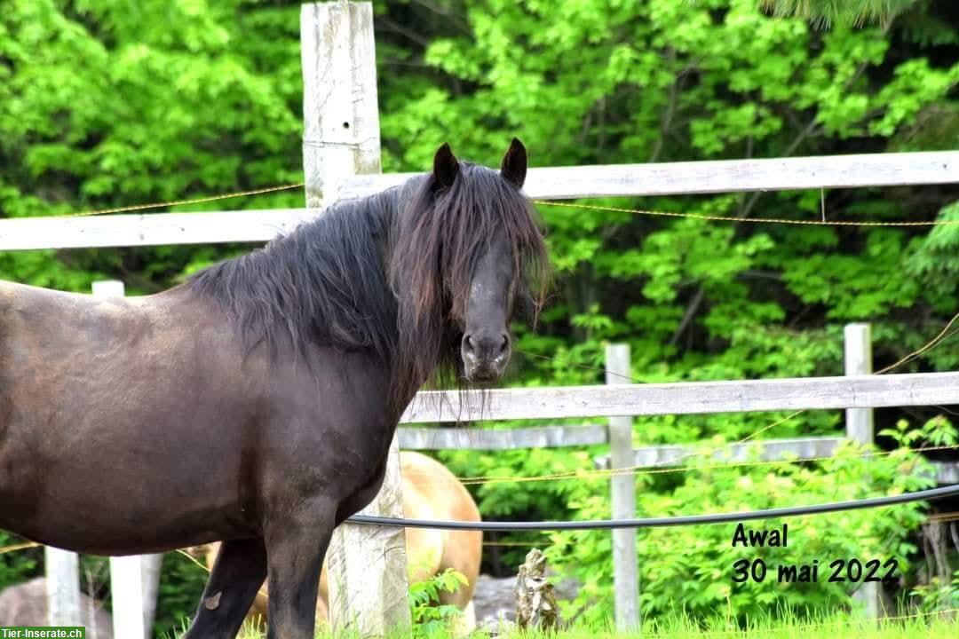 Bild 3: Canadian Horse Wallach, 1.47m, 12 Jahre, schwarz