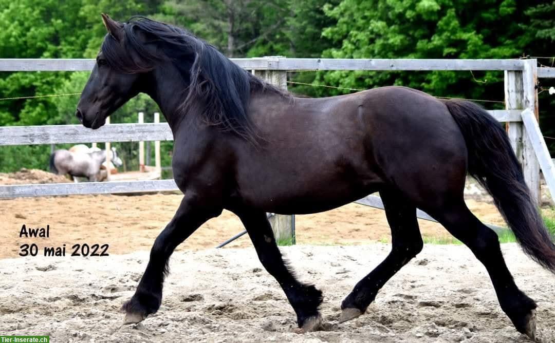 Bild 4: Canadian Horse Wallach, 1.47m, 12 Jahre, schwarz