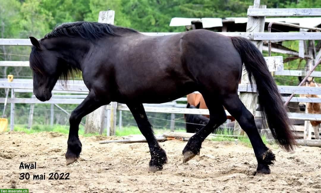 Bild 5: Canadian Horse Wallach, 1.47m, 12 Jahre, schwarz