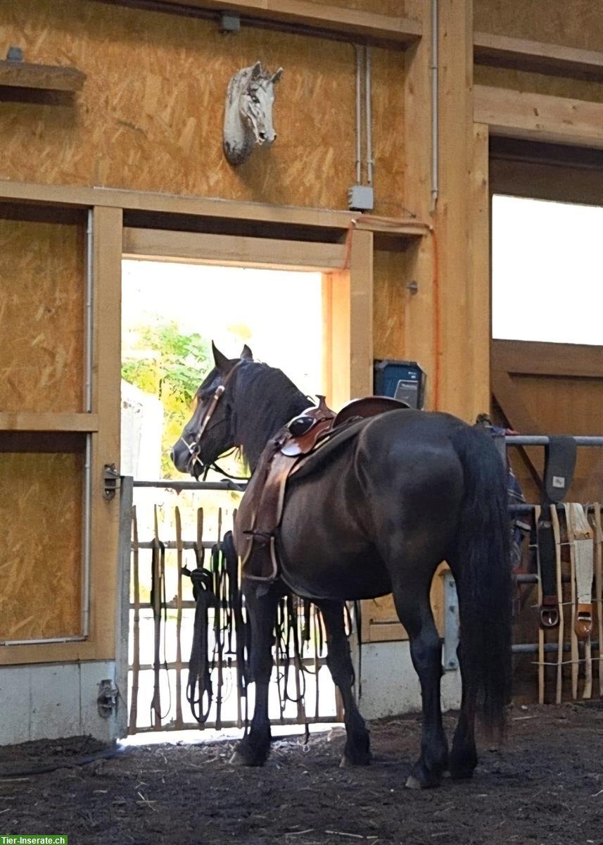 Bild 6: Canadian Horse Wallach, 1.47m, 12 Jahre, schwarz