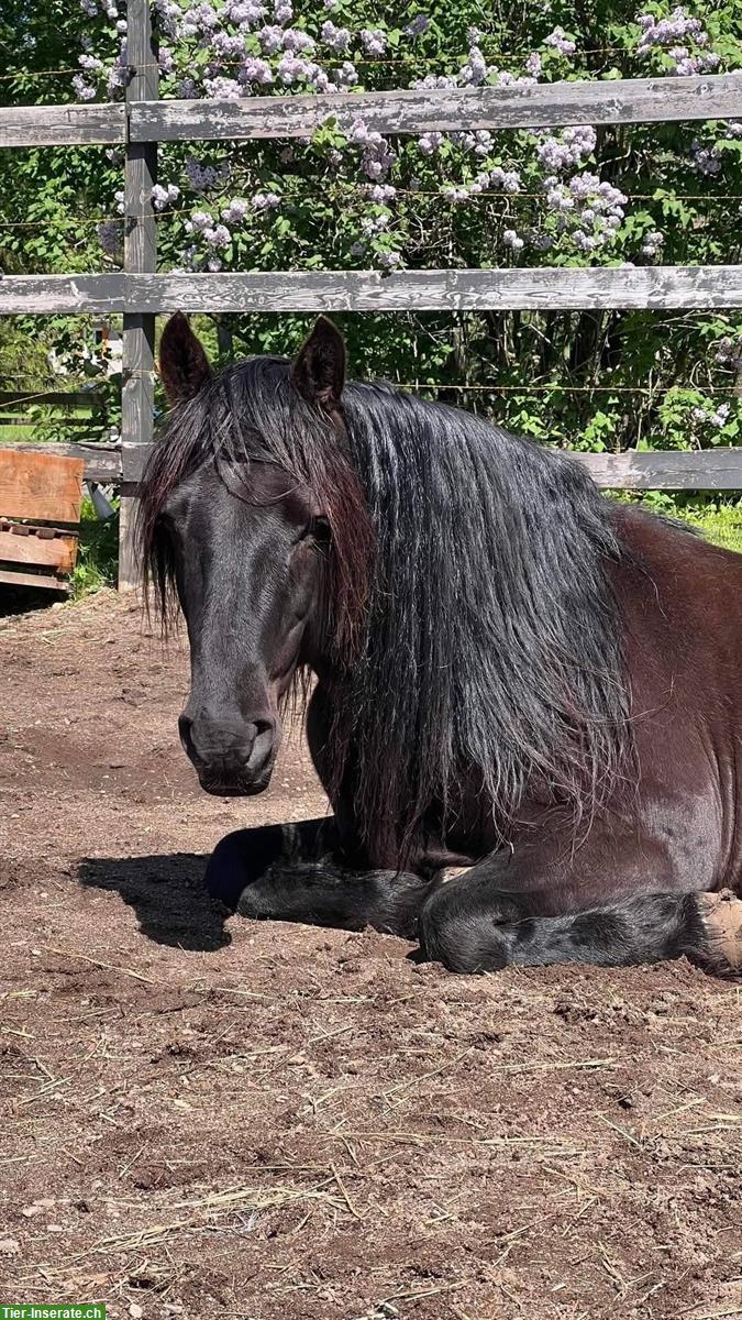 Bild 7: Canadian Horse Wallach, 1.47m, 12 Jahre, schwarz