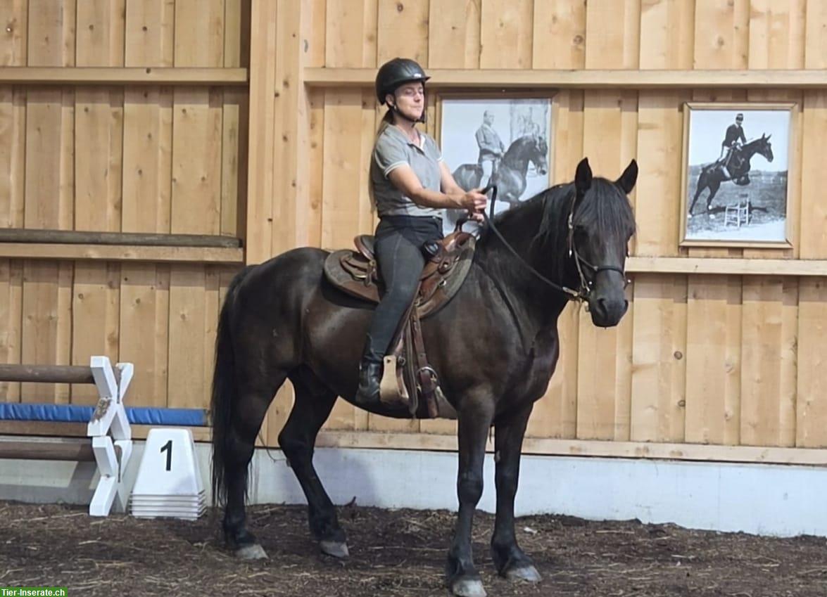 Bild 8: Canadian Horse Wallach, 1.47m, 12 Jahre, schwarz
