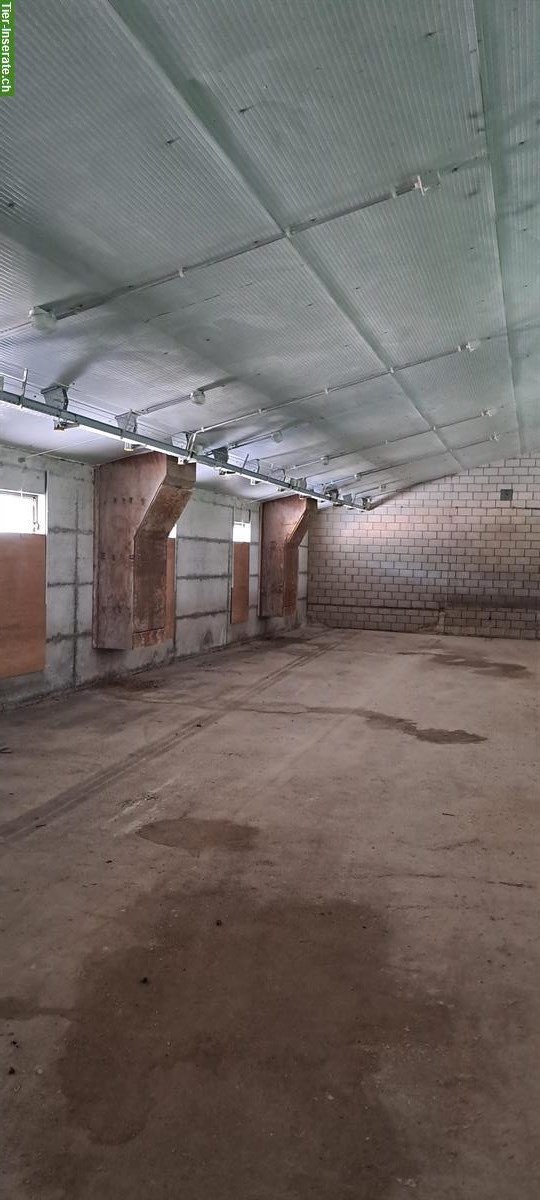 Bild 2: Lagerhalle/-Raum zu vermieten in Villmergen AG