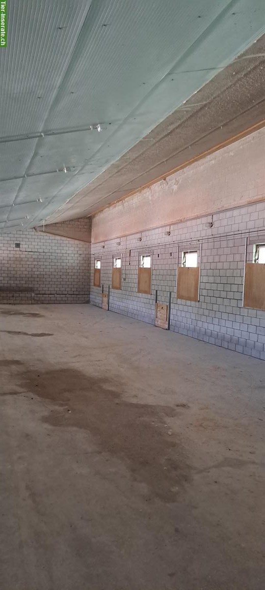 Bild 4: Lagerhalle/-Raum zu vermieten in Villmergen AG