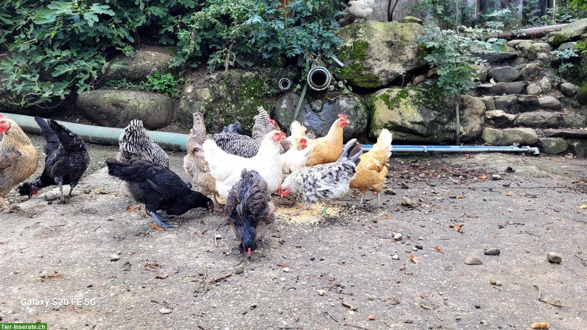 Bild 3: Verschiedene Rassehühner abzugeben