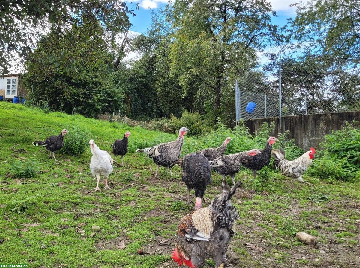 Bild 4: Verschiedene Rassehühner abzugeben