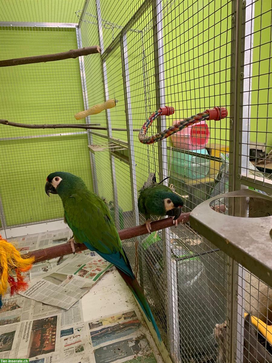 2 Rotrücken Zwergara suchen ein Zuhause