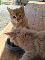 2 junge Langhaar Kater ab sofort abzugeben