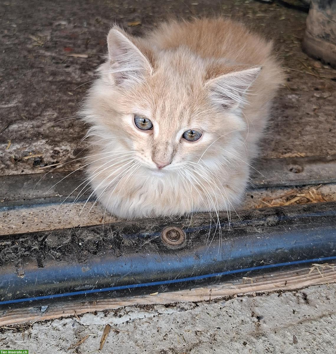 Bild 2: 2 junge Langhaar Kater ab sofort abzugeben